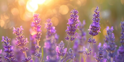 Photo of lavender plant flowers with shallow depth of field