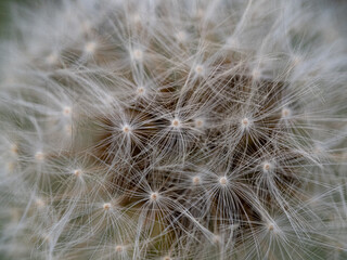 Fototapeta premium macro photography of a dandelion