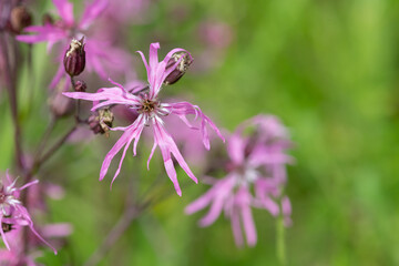 Close up of ragged robin (silene flos cuculi) flowers in bloom