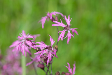 Close up of ragged robin (silene flos cuculi) flowers in bloom
