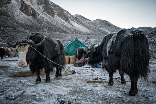 Yaks au bivouac de Jichu Dramo, 5020 m&egrave;tres d&rsquo;altitude, vingti&egrave;me jour du Snowman Trek, Bhoutan