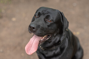 black Labrador sits on footpath in park in sunny summer day, tongue out, close-up view of muzzle, dogwalking concept