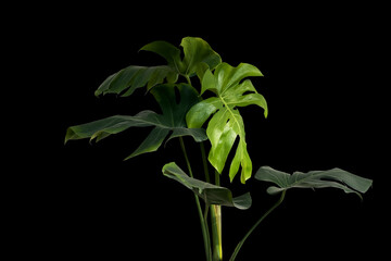 Green leaves of Monstera philodendron plant growing indoors, the tropical foliage housplant on...
