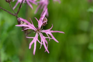 Macro shot of a ragged robin (silene flos cuculi) flower