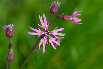 Macro shot of a ragged robin (silene flos cuculi) flower