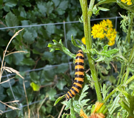 Yellow and black Caterpillar 
