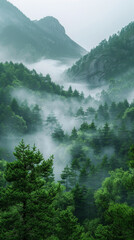 Misty pine forest on the mountain slope in a nature reserve