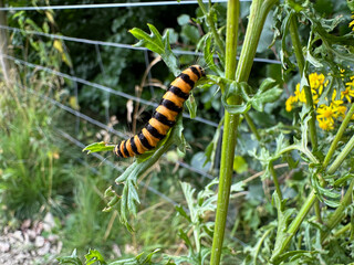 Yellow and black Caterpillar 