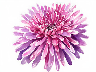 Chrysanthemum Flower Watercolor Clipart Illustration on Isolated Background