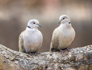 Eurasian collared doves sitting next to each other on a tree branch with one lovingly gazing at the other..