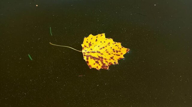 fallen yellow aspen leaf floating on surface of muddy river water. Autumn leaf fall. Nature in autumn.