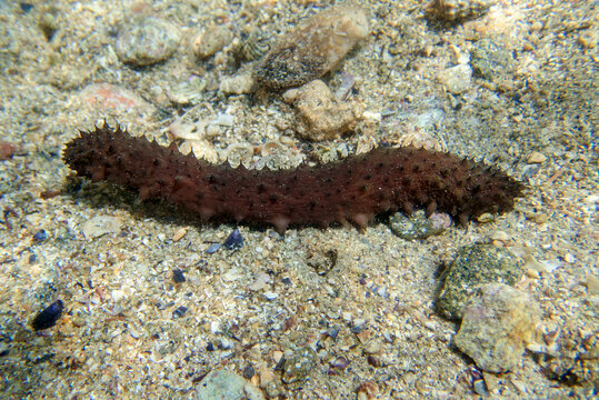 ' Holothuria tubulosa ', the cotton-spinner or tubular sea cucumber