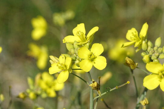 Close up yellow flowers of Diplotaxis tenuifolia, perennial wall-rocket. Summer, August, Netherlands