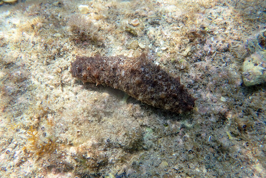 ' Holothuria tubulosa ', the cotton-spinner or tubular sea cucumber