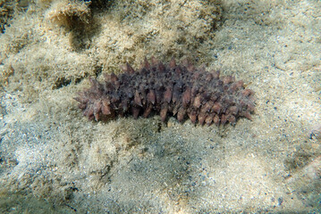 ' Holothuria tubulosa ', the cotton-spinner or tubular sea cucumber