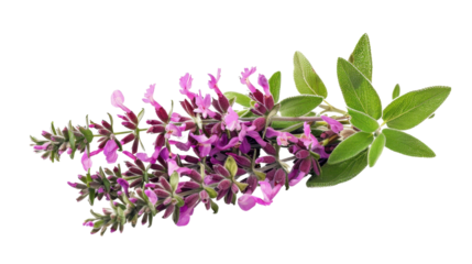 Sage with blossoms isolated on white background