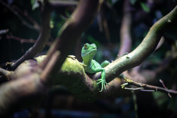 Nice close up photo of iguana green dragon on branch
