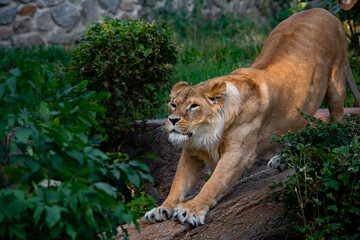 Nice lion female in zoo, nature and wild life