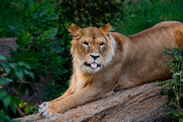 Nice lion female in zoo, nature and wild life