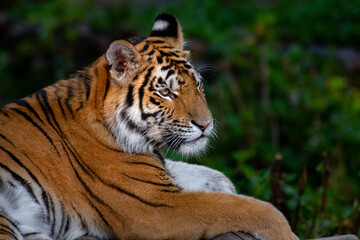 Tiger sitting on a rock in the forest, close-up, portrait, wildlife
