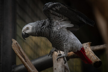 Nice Congo African grey parrot in cage at zoo, nature, wild life