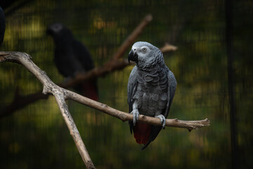 Nice Congo African grey parrot in cage at zoo, nature, wild life