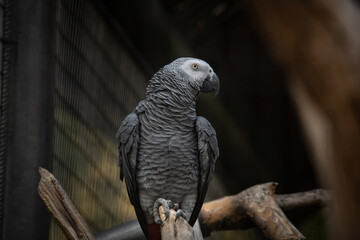 Nice Congo African grey parrot in cage at zoo, nature, wild life