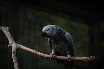 Nice Congo African grey parrot in cage at zoo, nature, wild life