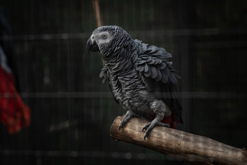 Nice Congo African grey parrot in cage at zoo, nature, wild life
