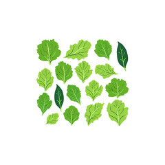 Set of Green Lettuce with leaves isolated on background, Flat lay view of Fresh salad vegetables, healthy with organic food