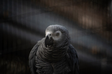 Nice Congo African grey parrot in cage at zoo, nature, wild life