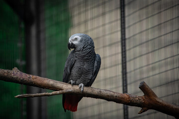 Nice Congo African grey parrot in cage at zoo, nature, wild life
