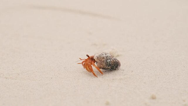 Close up of hermit crab with shell crawling on the sandy beach on Phuket island, Thailand. Animals in wildlife