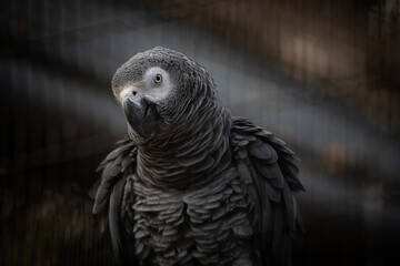 Nice Congo African grey parrot in cage at zoo, nature, wild life
