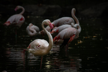 Nice pink flamingo on lake in zoo 