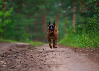 Belgian Shepherd malinois dog running in the forest. Selective focus on dog