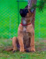 Young belgian shepherd malinois in red colalr puppy sitting on the grass and looking at the camera