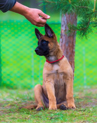 Belgian shepherd puppy malinois sitting on green grass and looking at camera