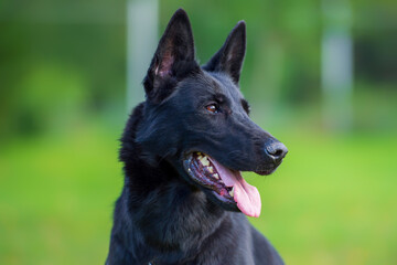 Portrait of a black german shepherd dog on a green background
