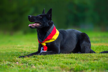Black german shepherd dog wearing a black and red and yellow bandana lying  on the grass