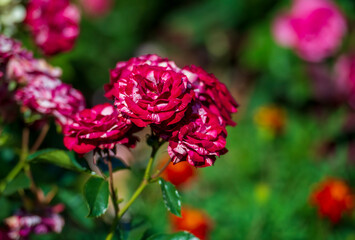 Beautiful colorful variegated pink roses in the garden