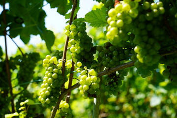Green grapevine closeup. Ripe grapes. Vineyard.