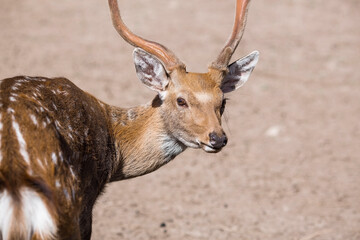 Portrait. A small fawn walks in a paddock on a ranch, on a private eco-farm or in a contact zoo....