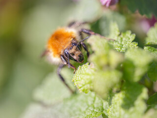 European bee sucking pollen and nectar