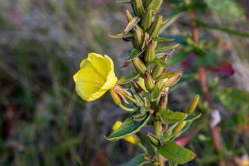 A pretty evening primrose flower in bloom, with a shallow depth of field