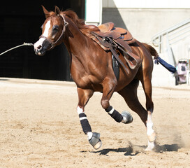 horse under saddle