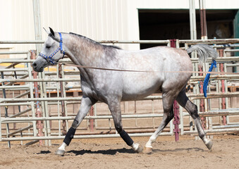 horse on a lead