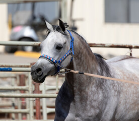 portrait of a horse