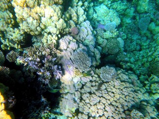 Exploring the Vibrant Coral Reefs of the Red Sea in Hurghada, Egypt During a Sunny Tropical Day