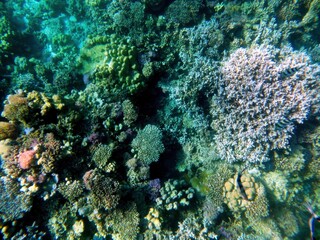 Exploring the Vibrant Coral Reef Ecosystem in the Red Sea Near Hurghada, Egypt